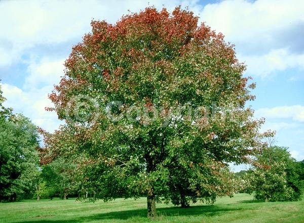Red blooms; Deciduous; Broadleaf