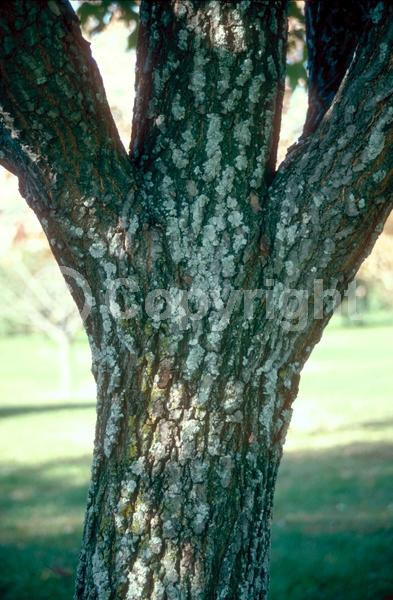 Red blooms; Deciduous; Broadleaf