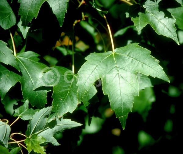 Red blooms; Deciduous; Broadleaf