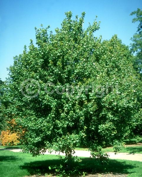 Red blooms; Deciduous; Broadleaf