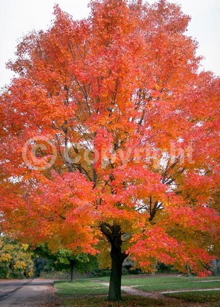 Red blooms; Deciduous; Broadleaf; North American Native