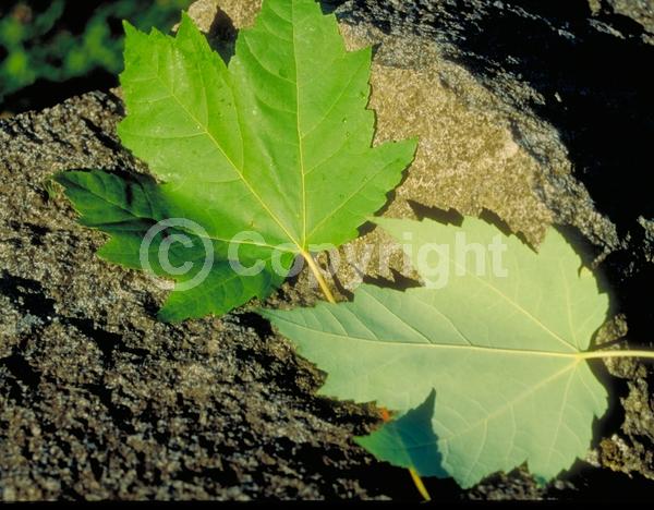 Red blooms; Deciduous; Broadleaf; North American Native