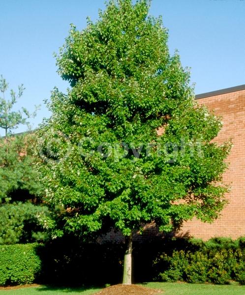 Red blooms; Deciduous; Broadleaf; North American Native