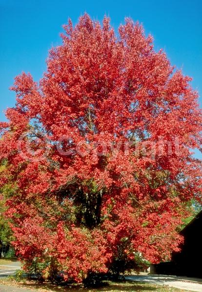 Red blooms; Deciduous; Broadleaf; North American Native