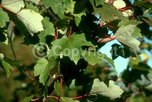 Red blooms; Deciduous; Broadleaf; North American Native