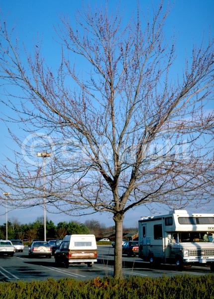 Red blooms; Deciduous; Broadleaf; North American Native