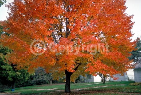 Red blooms; Deciduous; Broadleaf; North American Native
