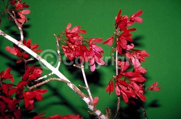 Red blooms; Deciduous; Broadleaf; North American Native