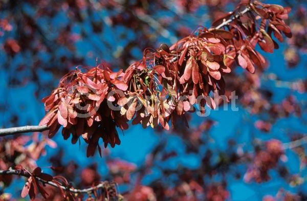 Red blooms; Deciduous; Broadleaf; North American Native
