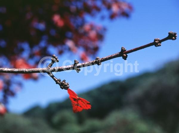 Red blooms; Deciduous; Broadleaf; North American Native