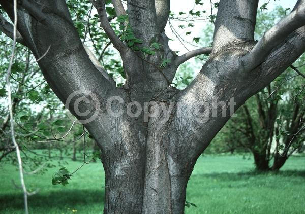 Red blooms; Deciduous; Broadleaf; North American Native