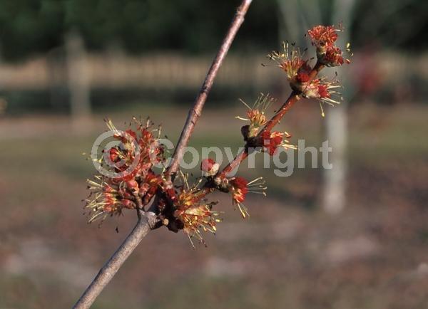 Red blooms; Deciduous; Broadleaf; North American Native