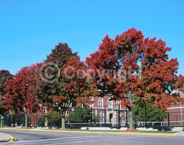 Red blooms; Deciduous; Broadleaf; North American Native
