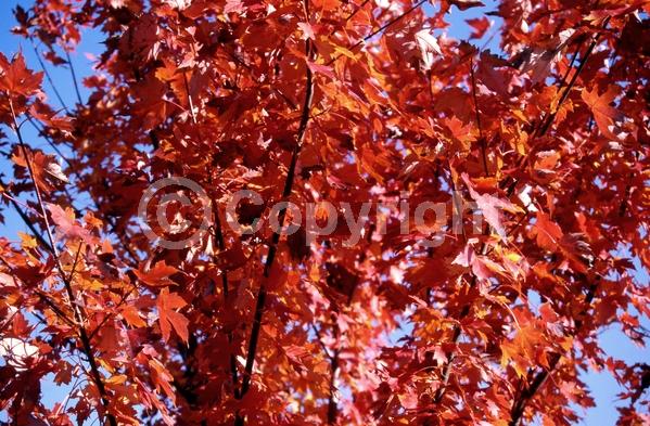 Red blooms; Deciduous; Broadleaf; North American Native