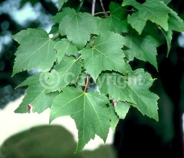 Red blooms; Deciduous; Broadleaf