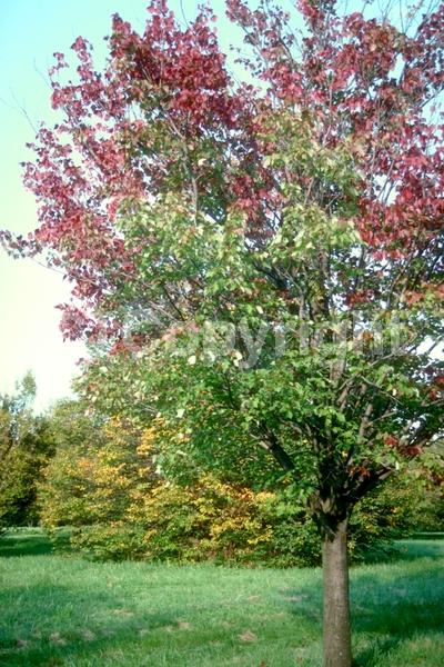 Red blooms; Deciduous; Broadleaf