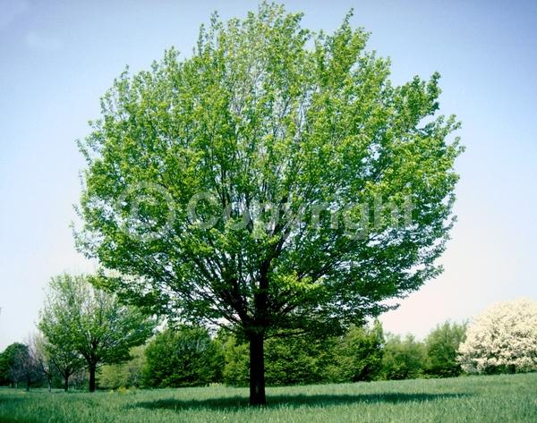 Red blooms; Deciduous; Broadleaf