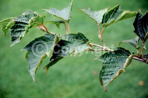 Green blooms; Deciduous; Broadleaf