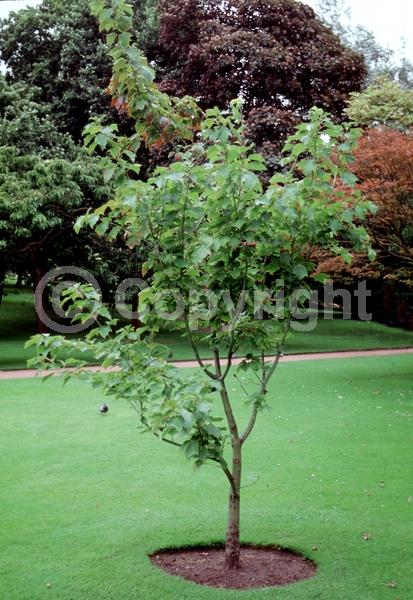 Green blooms; Deciduous; Broadleaf