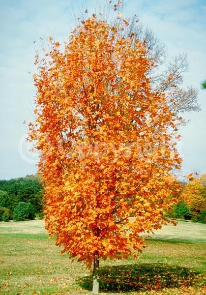 Green blooms; Deciduous; Broadleaf