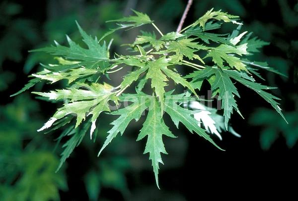 Red blooms; Deciduous; Broadleaf