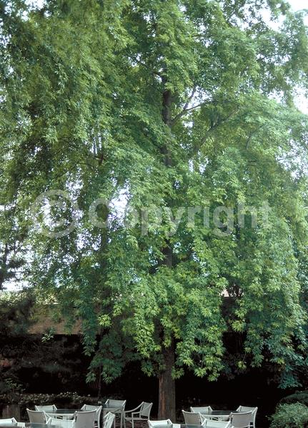 Red blooms; Deciduous; Broadleaf