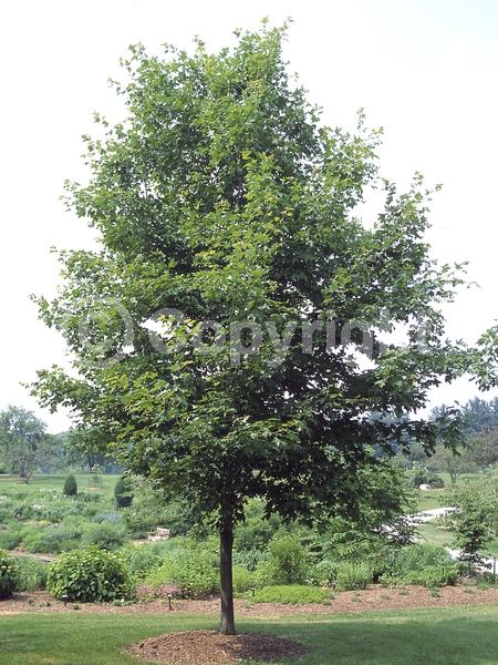 Green blooms; Deciduous; Broadleaf
