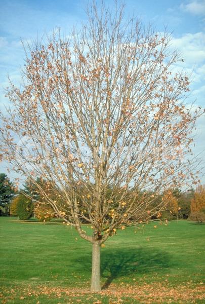 Green blooms; Deciduous; Broadleaf