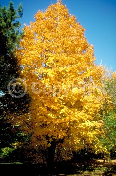 Green blooms; Deciduous; Broadleaf