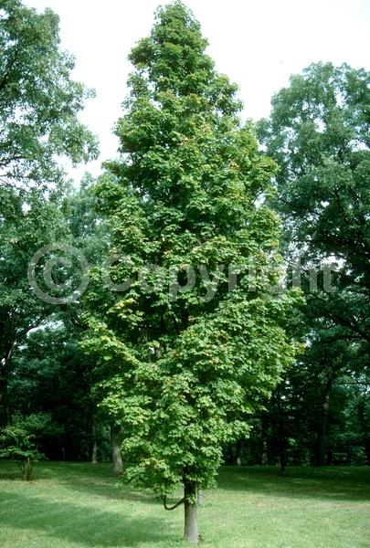 Green blooms; Deciduous; Broadleaf