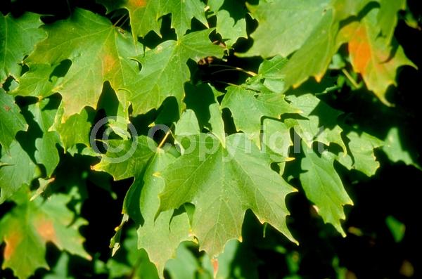 Green blooms; Deciduous; Broadleaf