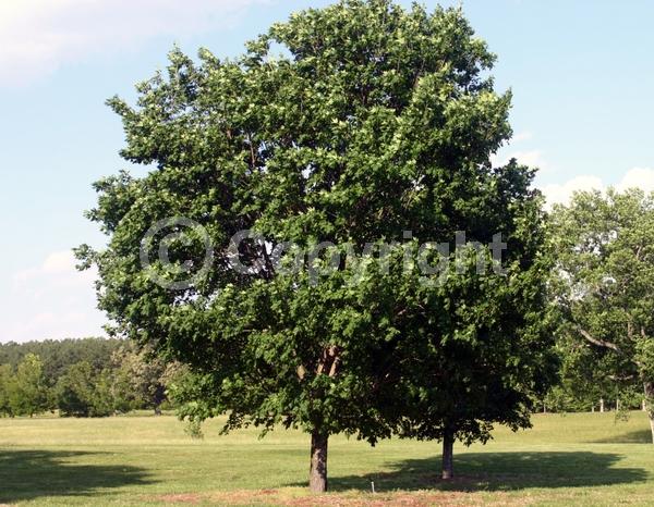 Green blooms; Deciduous; Broadleaf