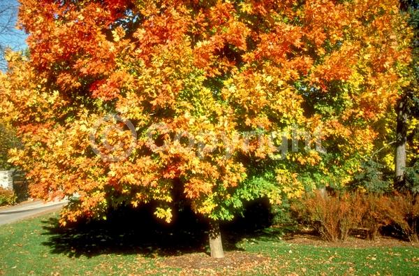 Green blooms; Deciduous; Broadleaf