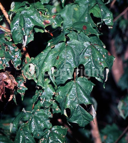 Green blooms; Deciduous; Broadleaf