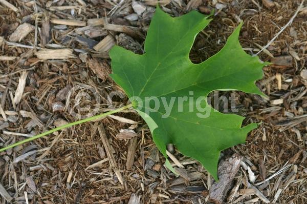 Green blooms; Deciduous; Broadleaf