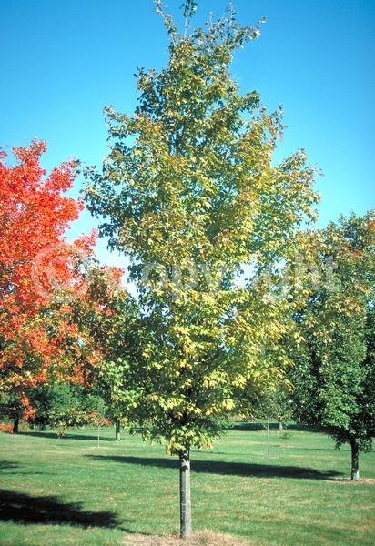 Green blooms; Deciduous; Broadleaf
