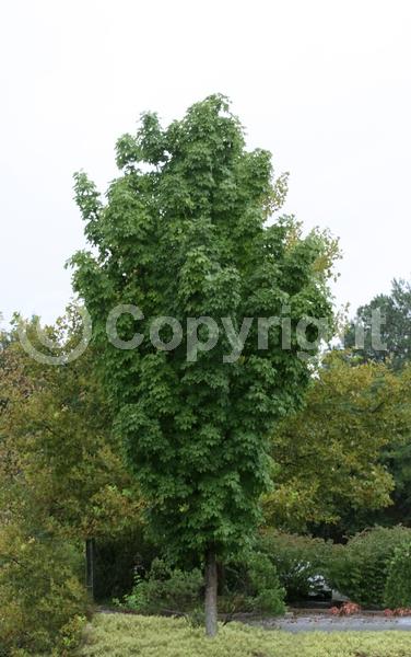 Green blooms; Deciduous; Broadleaf