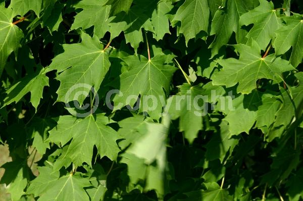 Yellow blooms; Green blooms; Deciduous; Broadleaf