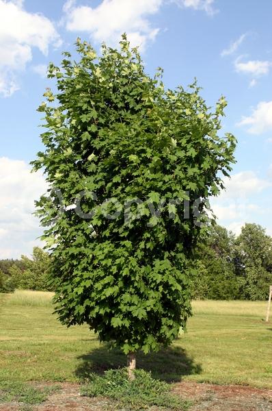 Yellow blooms; Green blooms; Deciduous; Broadleaf