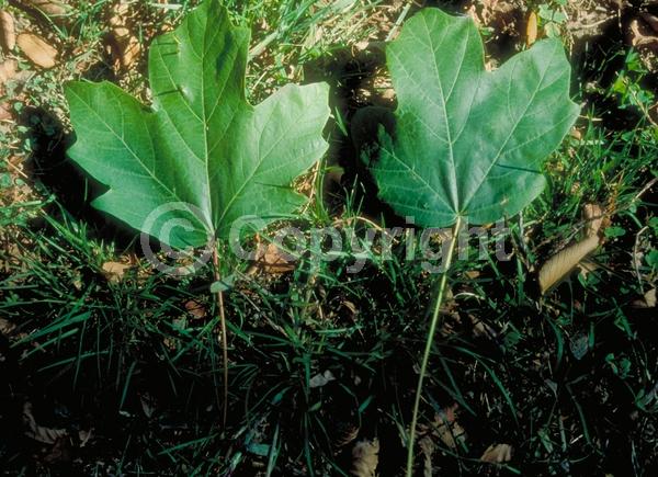 Green blooms; Deciduous; Broadleaf