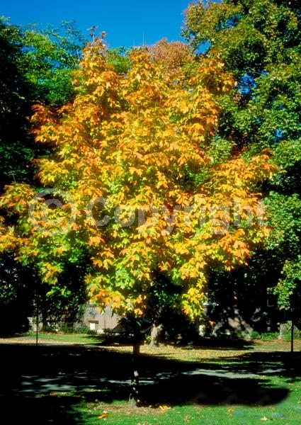 Green blooms; Deciduous; Broadleaf