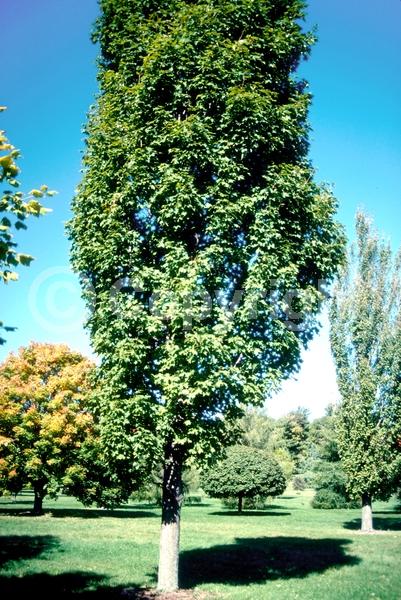 Green blooms; Deciduous; Broadleaf