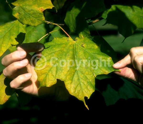 Green blooms; Deciduous; Broadleaf