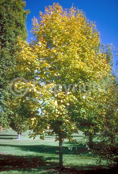 Green blooms; Deciduous; Broadleaf