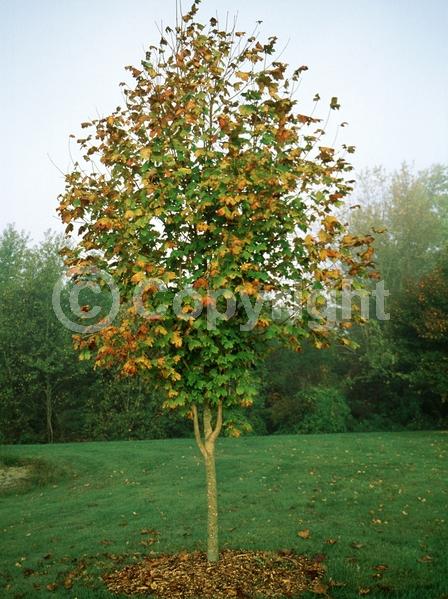 Green blooms; Deciduous; Broadleaf
