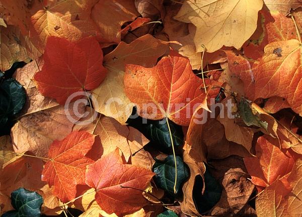 Green blooms; Deciduous; Broadleaf