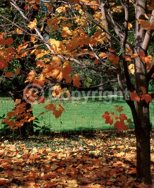 Green blooms; Deciduous; Broadleaf