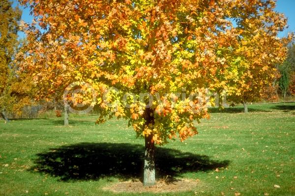 Green blooms; Deciduous; Broadleaf