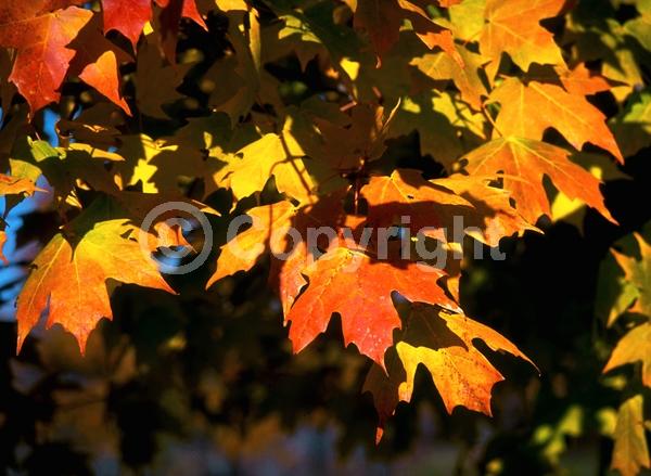 Green blooms; Deciduous; Broadleaf