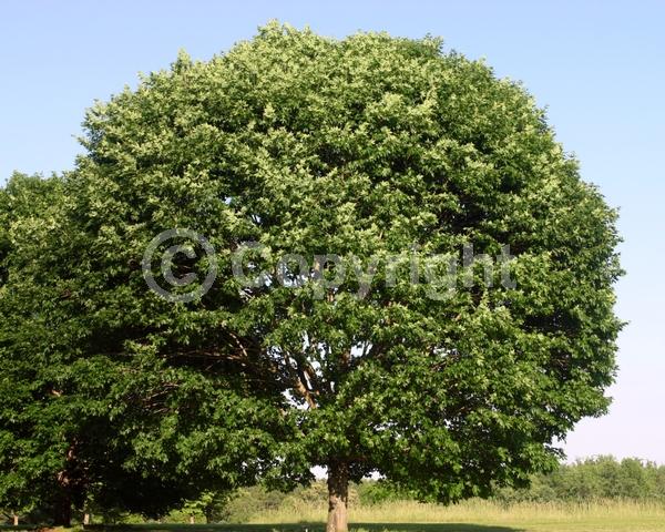 Green blooms; Deciduous; Broadleaf